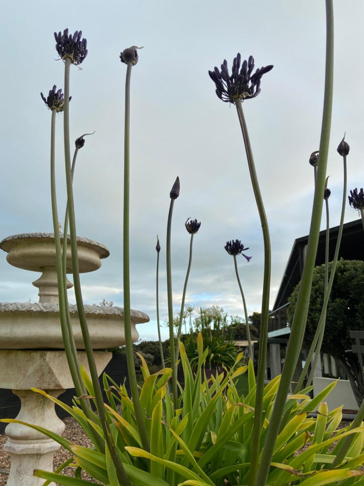 La Bodega Waiheke Island Hotel Surfdale Kültér fotó